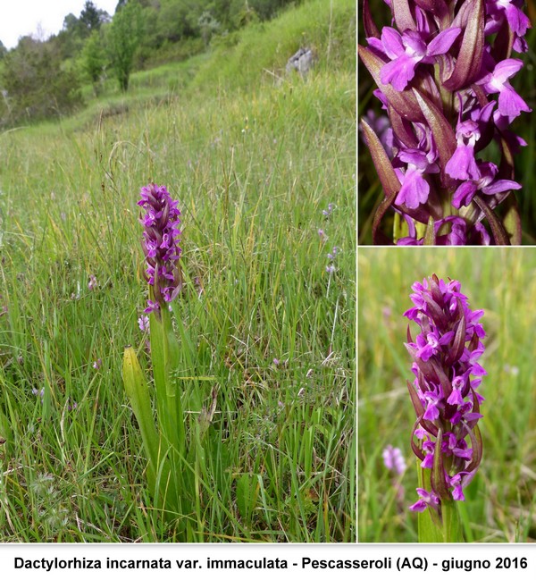 DACTYLORHIZA: immagini di una splendida orchidacea.